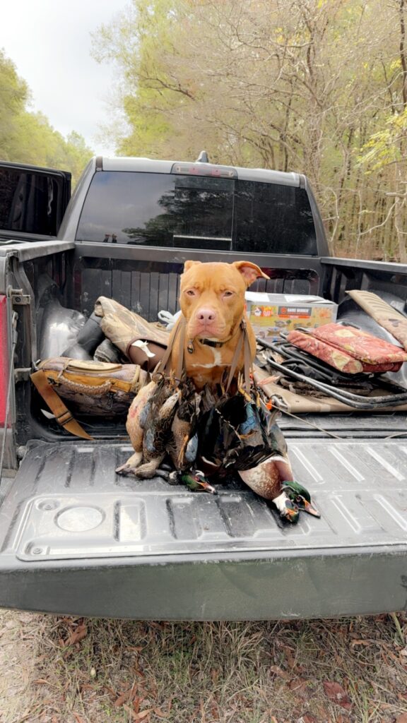 Pitbull retriever