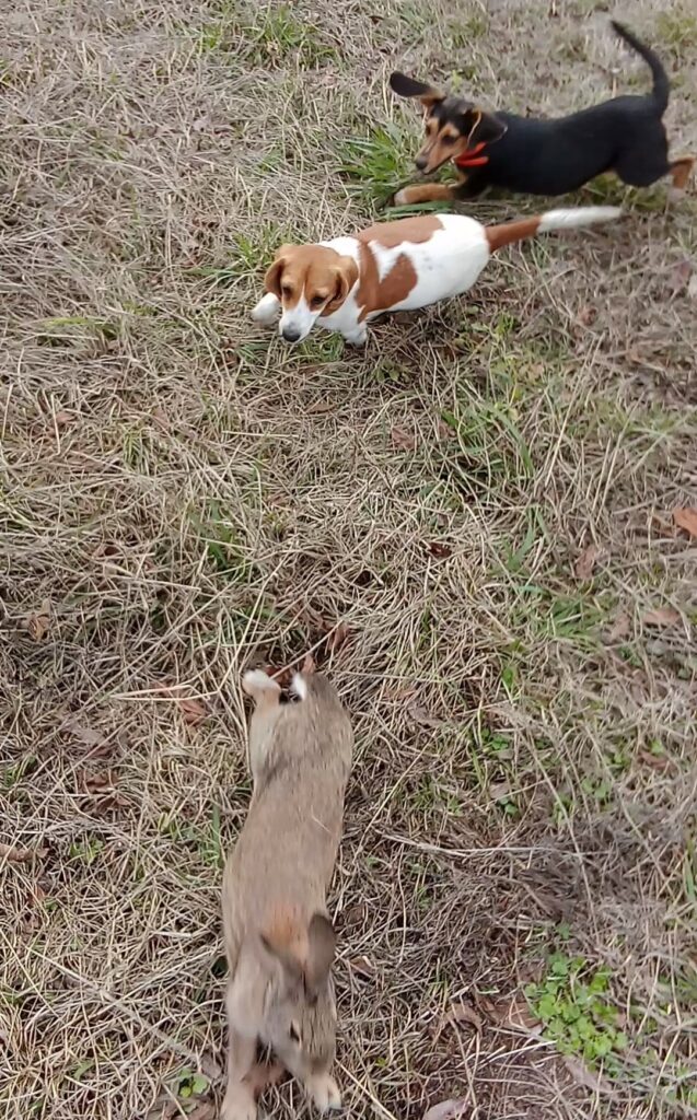 Making Rabbit Dogs