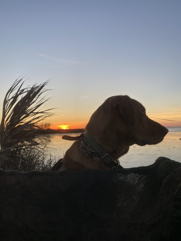 Deuce and The South East Louisiana Marsh