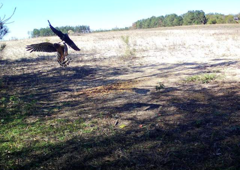 Crow on a chicken hawks back