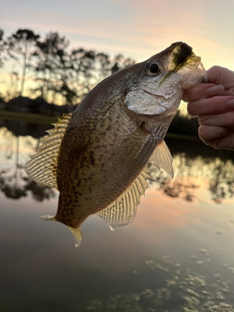 Crappie Cutie