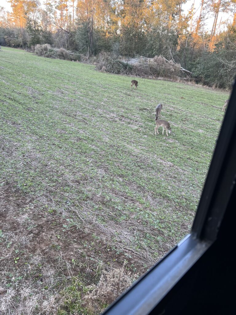 Observing whitetail deer in the food plot