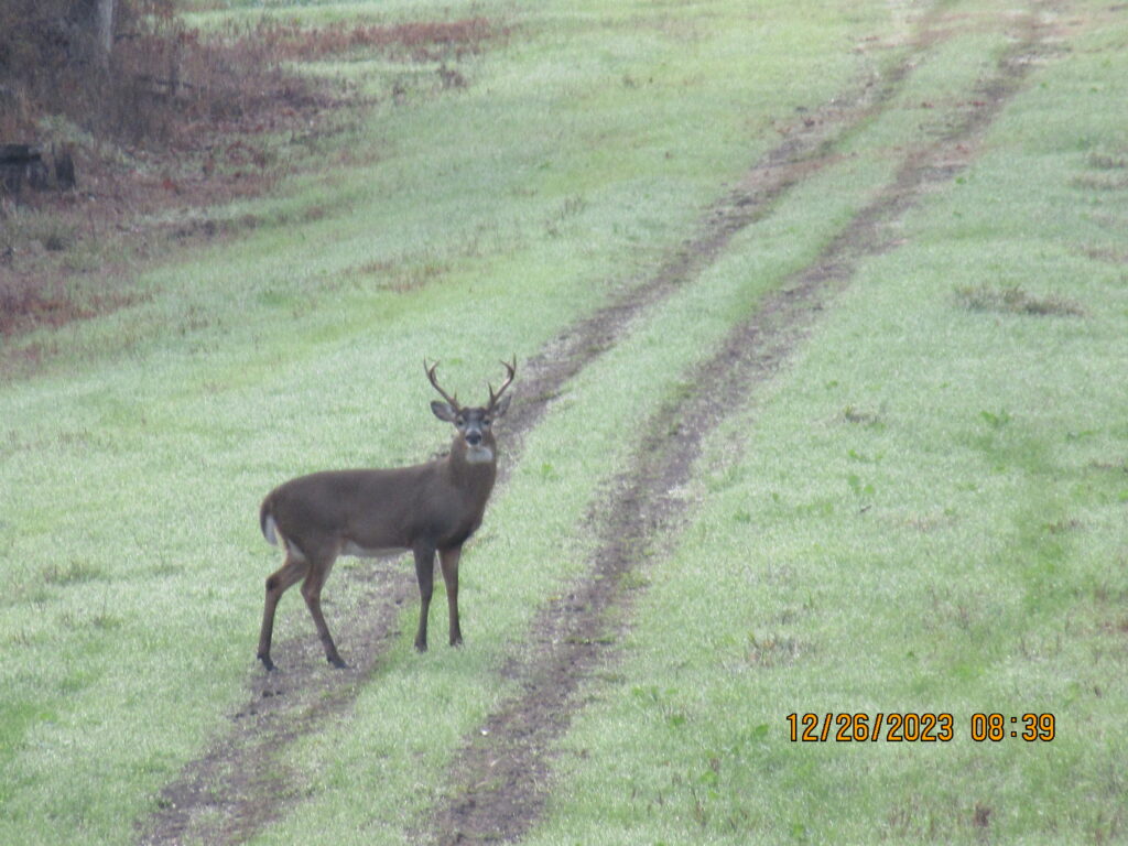 Whitetail Buck