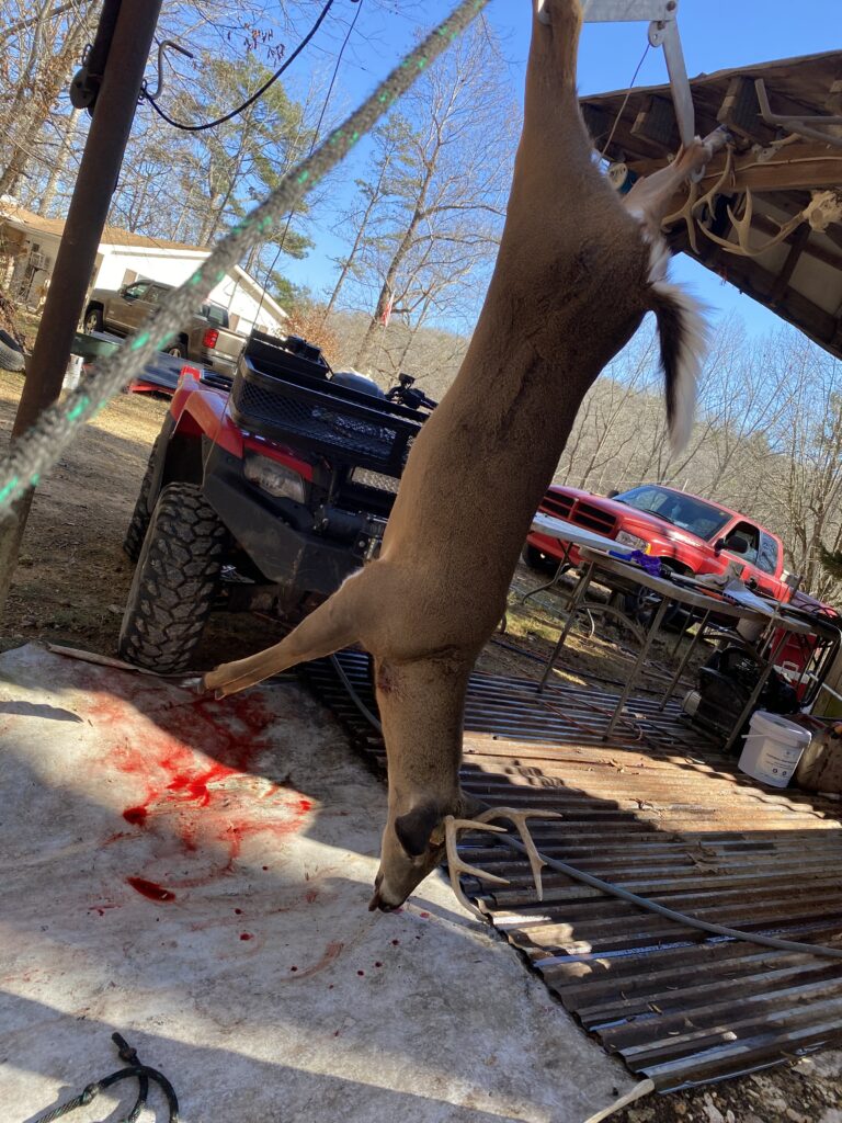 Alabama deer