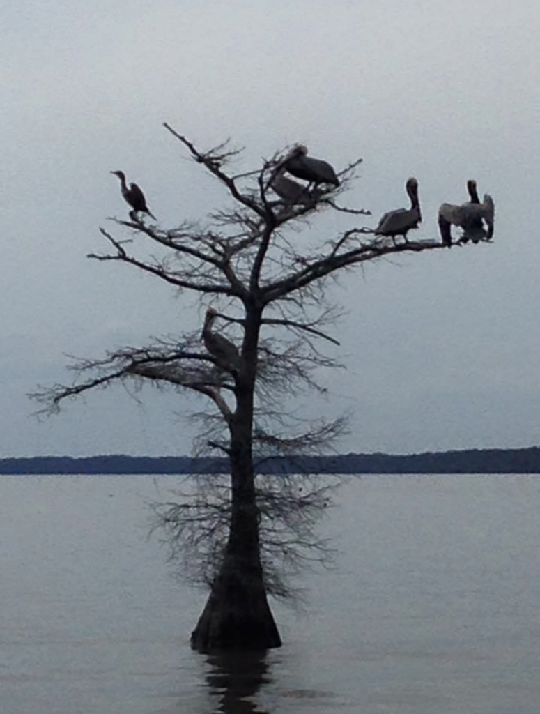 Quite morning on Lake Palourde