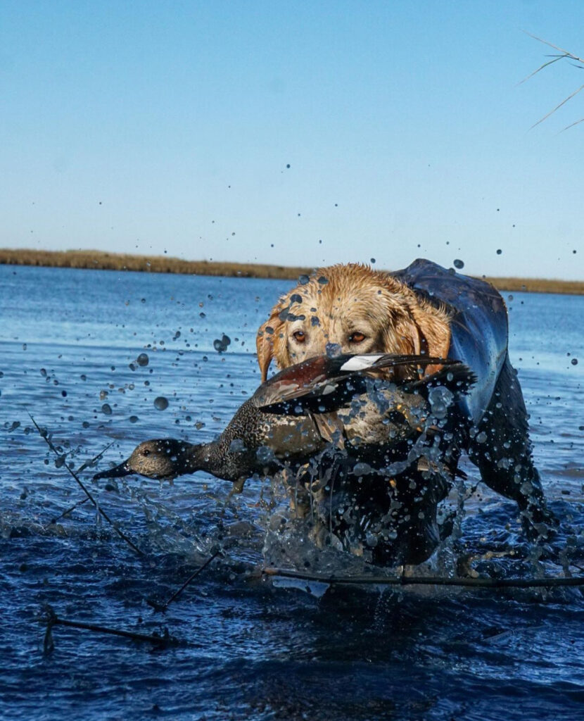 Emma on the hunt