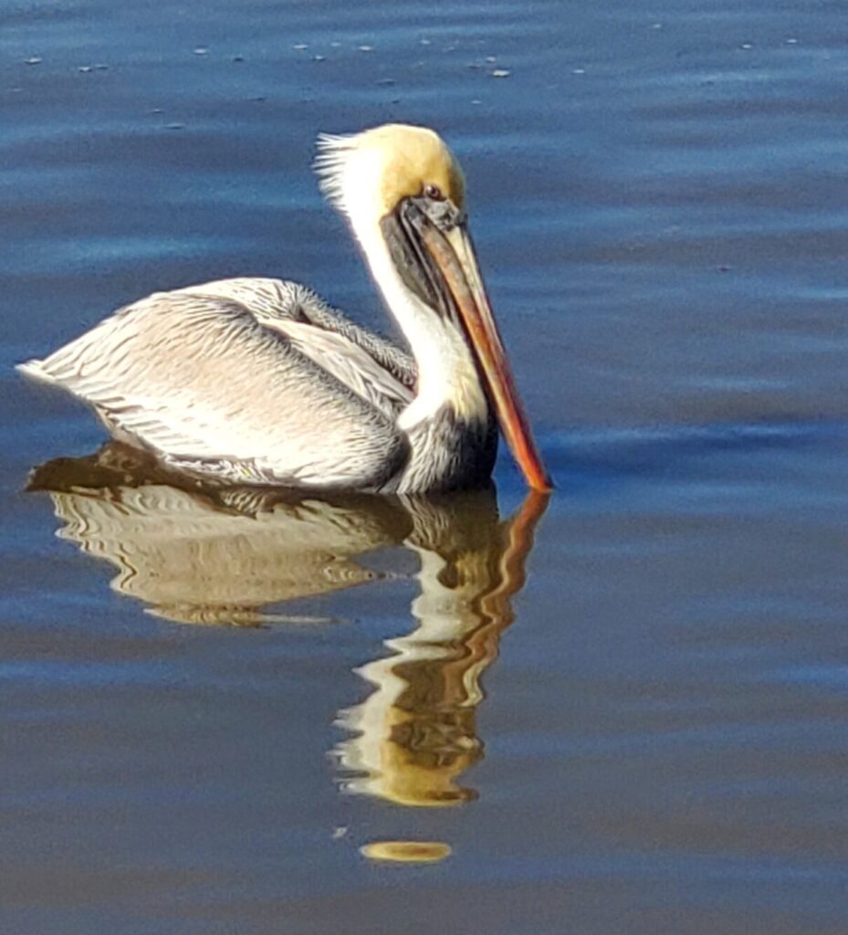 Beautiful Pelican