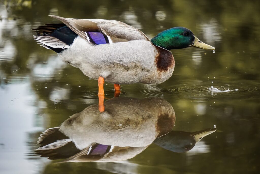 Mallard Reflection
