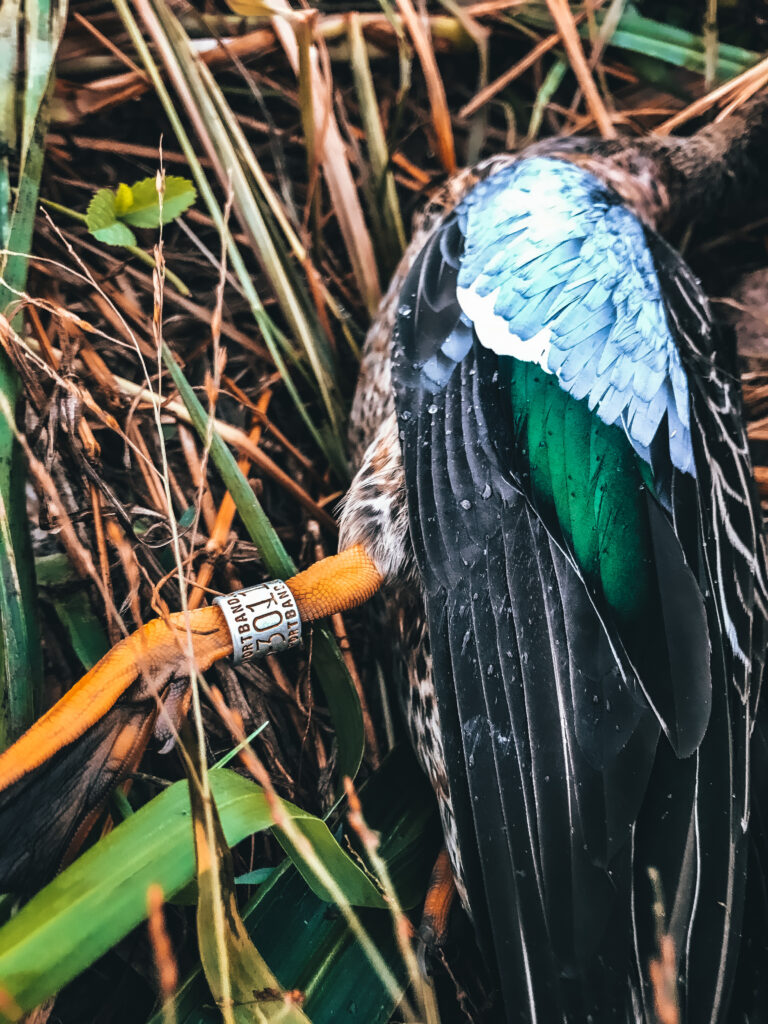 Banded Blue Wing