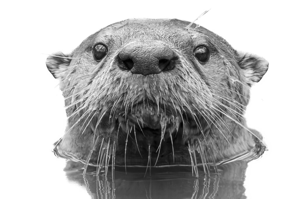 Portrait of an Otter