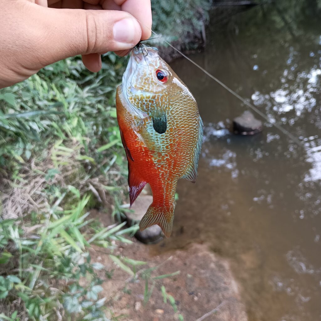 Red belly